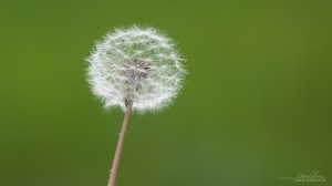 Dandelion Dandelion